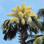 Palm Tree Plant, Live Tropical Palm Tree, Fully Rooted in 3 Gallon Pot, Ready for Outdoor Planting (Huge Green Leaves Palm)
