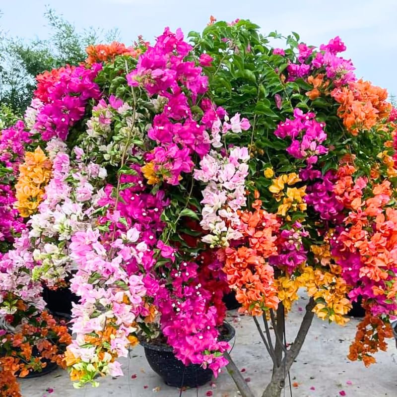 3 Bougainvillea Vine Plants, Bougainvillea Plants Live for Outdoor Landscaping and Containers, 4-7 Inch Tall Well-Rooted, No Pot (Mix Bougainvillea)