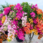 2 Mix Bougainvillea Plants Live, Flowering Bougainvillea Vine 4-8 Inc Height, Climbing Plant for Outdoor Garden and Trellis