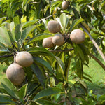Live Sapodilla Plant 6-10 Inches Tall, Tropical Sapota Fruit Tree in Half Gallon Pot for Planting in Gardens