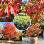 Sassafras Live Tree, 1-2 Feet Tall, Deciduous Landscape Tree