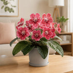 Strawberry Ice Streptocarpus Lady Slipper Plants in 3.25 Inch Pot, Live Flowering Houseplant for Patio, Containers and Indoor Gardening
