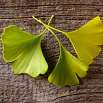 2 Live Ginkgo Biloba Trees Bare Roots, 6–12 Inches Tall, Hardy Ginkgo Plants Live for Outdoor or Indoor Garden