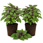 Set of 2 African Basil Live Plants 4-7 Inches, Fragrant Basil Herb Starter for Gardening, Fast Growing, Drought Tolerant