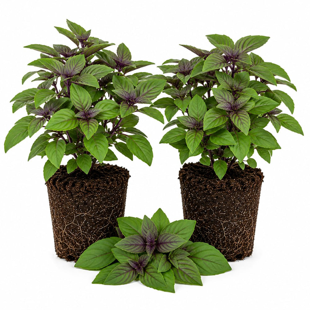 Set of 2 African Basil Live Plants 4-7 Inches, Fragrant Basil Herb Starter for Gardening, Fast Growing, Drought Tolerant