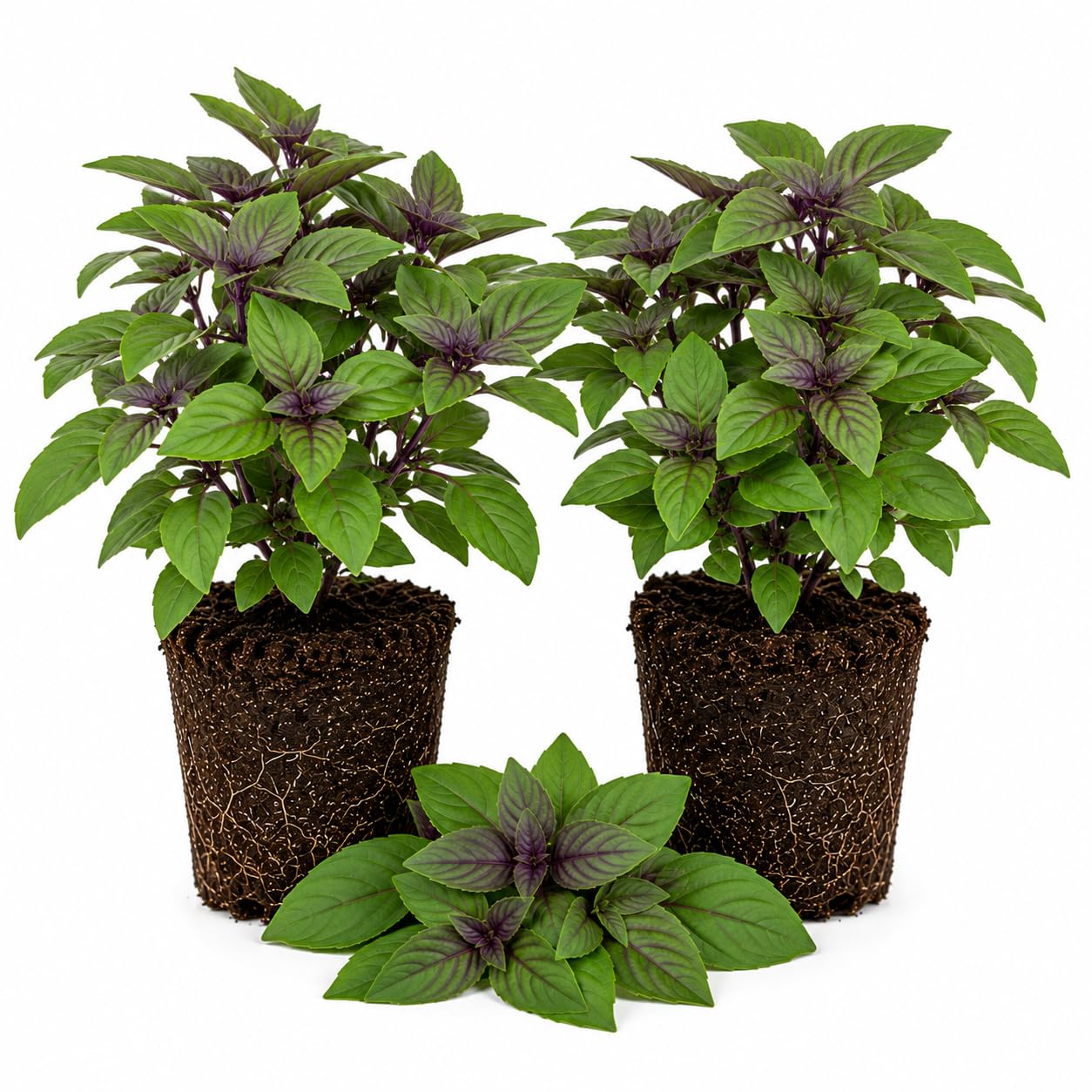 Set of 2 African Basil Live Plants 4-7 Inches, Fragrant Basil Herb Starter for Gardening, Fast Growing, Drought Tolerant