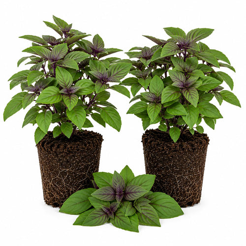 Set of 2 African Basil Live Plants 4-7 Inches, Fragrant Basil Herb Starter for Gardening, Fast Growing, Drought Tolerant