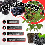 Pack 2 Thornless BlackBerry Plants Live to Grow 4 to 8 Inch Tall, BlackBerry Bush Live Plant, Sweet Blackberries Fruit Tree Indoor Outdoor (Arapaho BlackBerry)