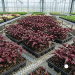 Set 2 Cranberry Hibiscus Flowers Plants, 4 to 7 Inches Long, Hardy Hibiscus Plants Live for Gardening