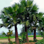 Live Palm Tree Plant in 3 Gallon Pot, No CA, Large Fully Rooted Size, Ready to Plant for Home Décor Indoor Outdoor Landscape, Rare Palm Trees, Sugar Palm