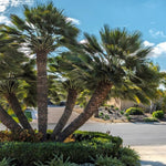 Palm Tree Plant, Live Tropical Palm Tree, Fully Rooted in 3 Gallon Pot, Ready for Outdoor Planting (Fan Palm)