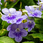 Blueberry Streptocarpus Lady Slipper Plants in 3.25 Inch Pot, Live Flowering Houseplant for Patio, Containers and Indoor Gardening