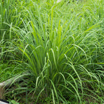 10 Live Lemon Grass Plants for Outside, Lemongrass Plants Live, No Pot, Well Rooted, Trim Back, Fresh Fragrant Lemon Grass Stalks Plants for Outside Live