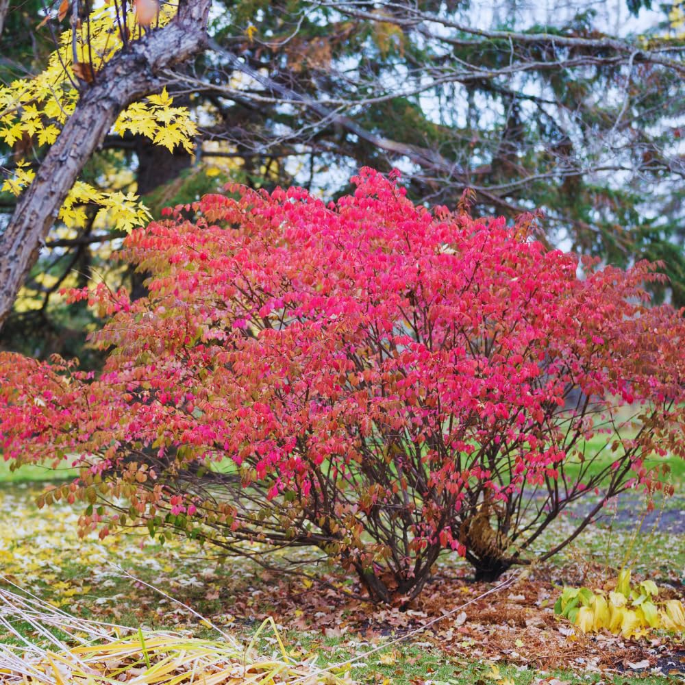 5 Dwaft Burning Bush Shrub Live Plant Bare Roots, 6 to 10 Inc Tall, Bare Roots