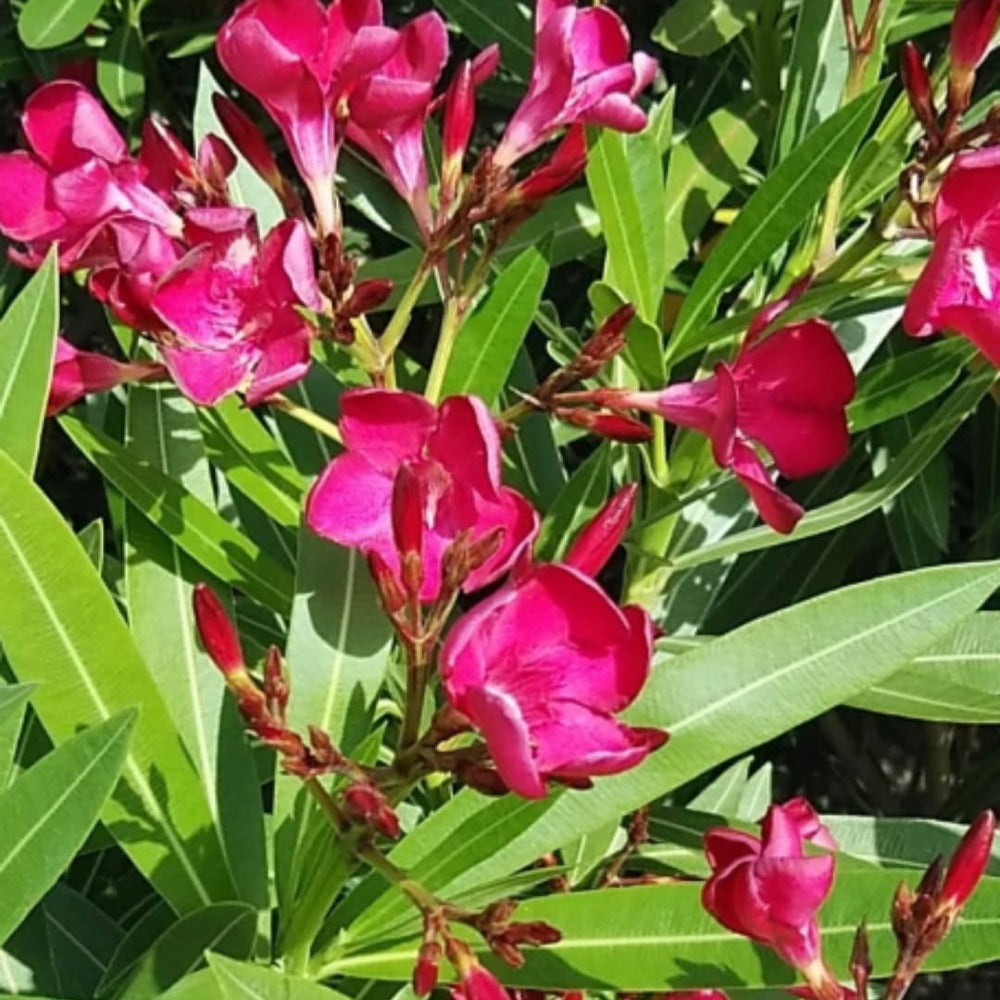 2 Oleander Live Plants, 4 to 6 Inches Tall, Pink Oleander Plants Live, Oleander Well Rooted, Live Oleander Plants for Planting