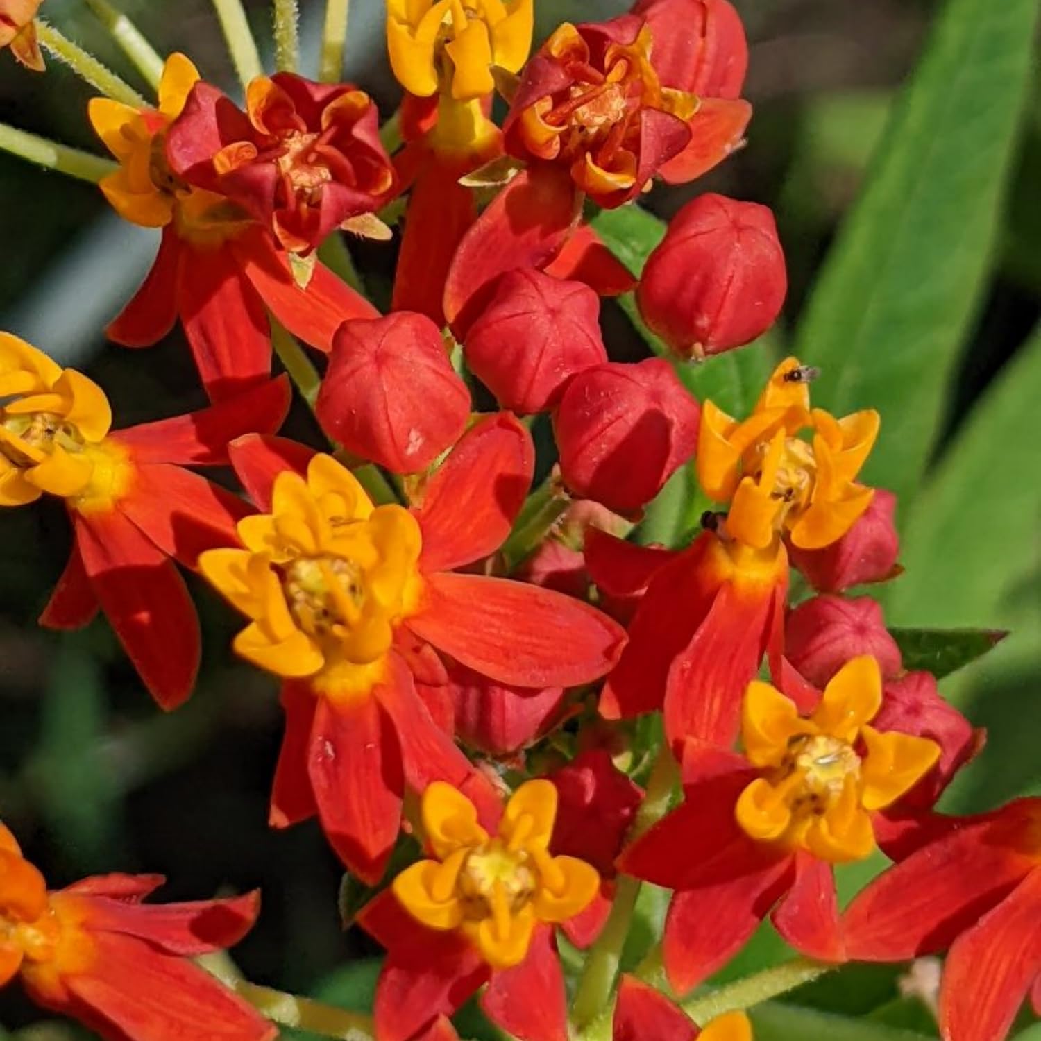 2 Tropical Milkweed Plants Live, Red Orange Color, Starter Size, 5-9" in Tall, Outdoor Planting, Spring Blooms, Cold Hardy, Perennial