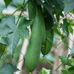 Luffa Plant, 4 Inch Pot Loofah Gourd Vine for Garden Planting, 4–8” Tall Starter Vegetable Plant