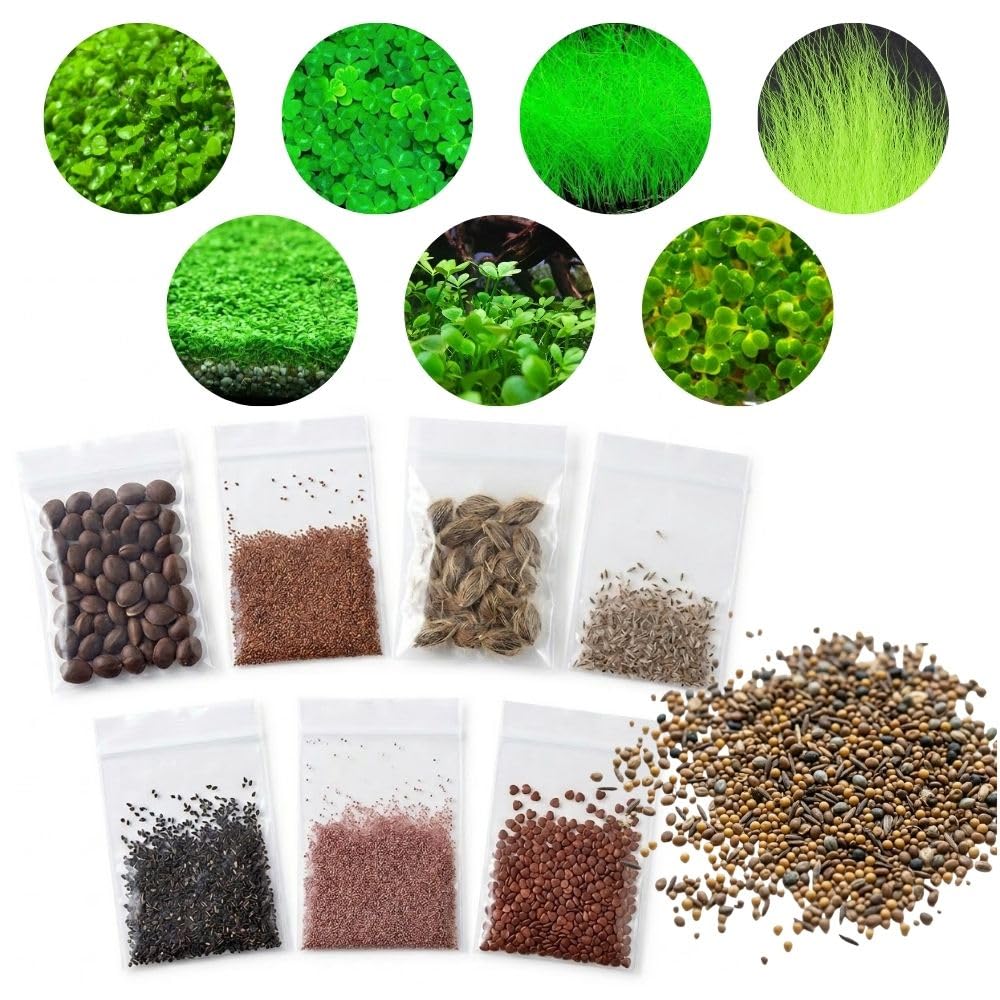 Aquarium Water Grass Seeds, 100 Aquarium Plant Seeds, Water Grass Ground Covering Plant Seed, Grass Seed for Ground Covering