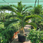 Palm Tree Live Plant Indoor Outdoor, Rare Succulent Palm Houseplant for Indoor or Outdoor Growing, 1 Gallon Pot, Bottle