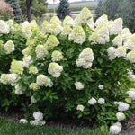 Green Hydrangea Plant Live in 2.5 Inch Pot, Vibrant Flowering Shrub for Garden, Patio Containers and Indoor Growing