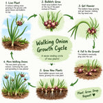 5 Walking Onion Plants, 2 Years Old Egyptian Walking Onion for Planting