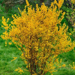 Yellow Forsythia Plant in 4'' Pot, Bright Yellow Spring Blooms, Hardy Shrub for Gardens and Hedges, Starter Plant 6-10 Inches