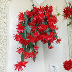 Easter Cactus Live Plant, Vibrant Blooming Cactus for Indoor Outdoor Gardens, 4-8'' Tall, No Pot (Red Blooms)