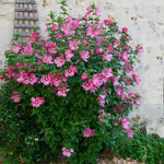 1 Rose of Sharon Plant Live, in Pot, Althea Hibiscus Syriacus Flowers 6 to 14 Inch Tall (Pink Rose of Sharon)