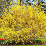 2 Lynwood Gold Forsythia Bush, Yellow Forsythia Plants Live Bareroots 6 to 12 Inch Tall, Fragrant Forsythia Shrub