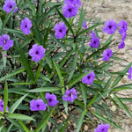 6 Purple Mexican Petunia Plants Live, 4-7'' Tall, Ruellia Simplex Petunia Plants, Flowers Plant