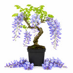 Blue Wisteria Tree Live Plant, Fragrant Flowering Vine in 2.5'' Pot, Blooming Wisteria Tree fot Container and Garden Growing