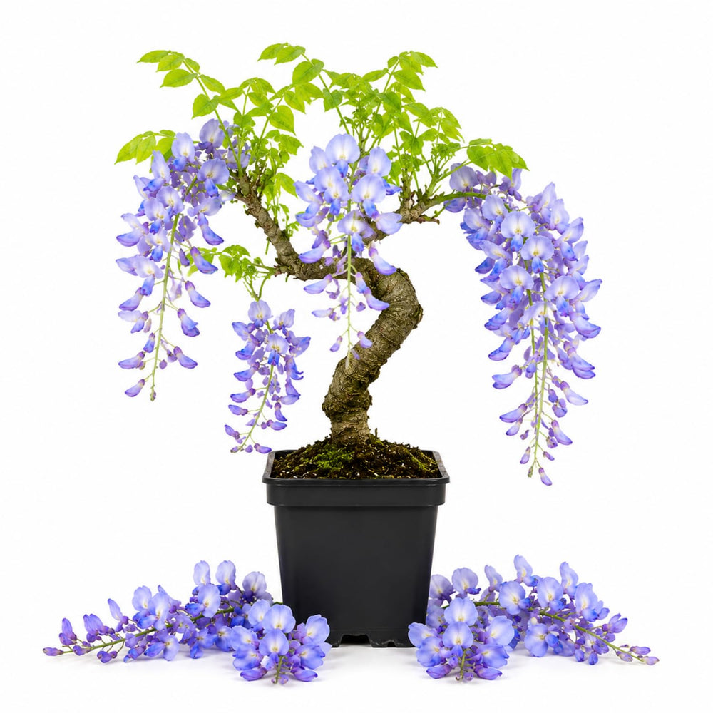 Blue Wisteria Tree Live Plant, Fragrant Flowering Vine in 2.5'' Pot, Blooming Wisteria Tree fot Container and Garden Growing