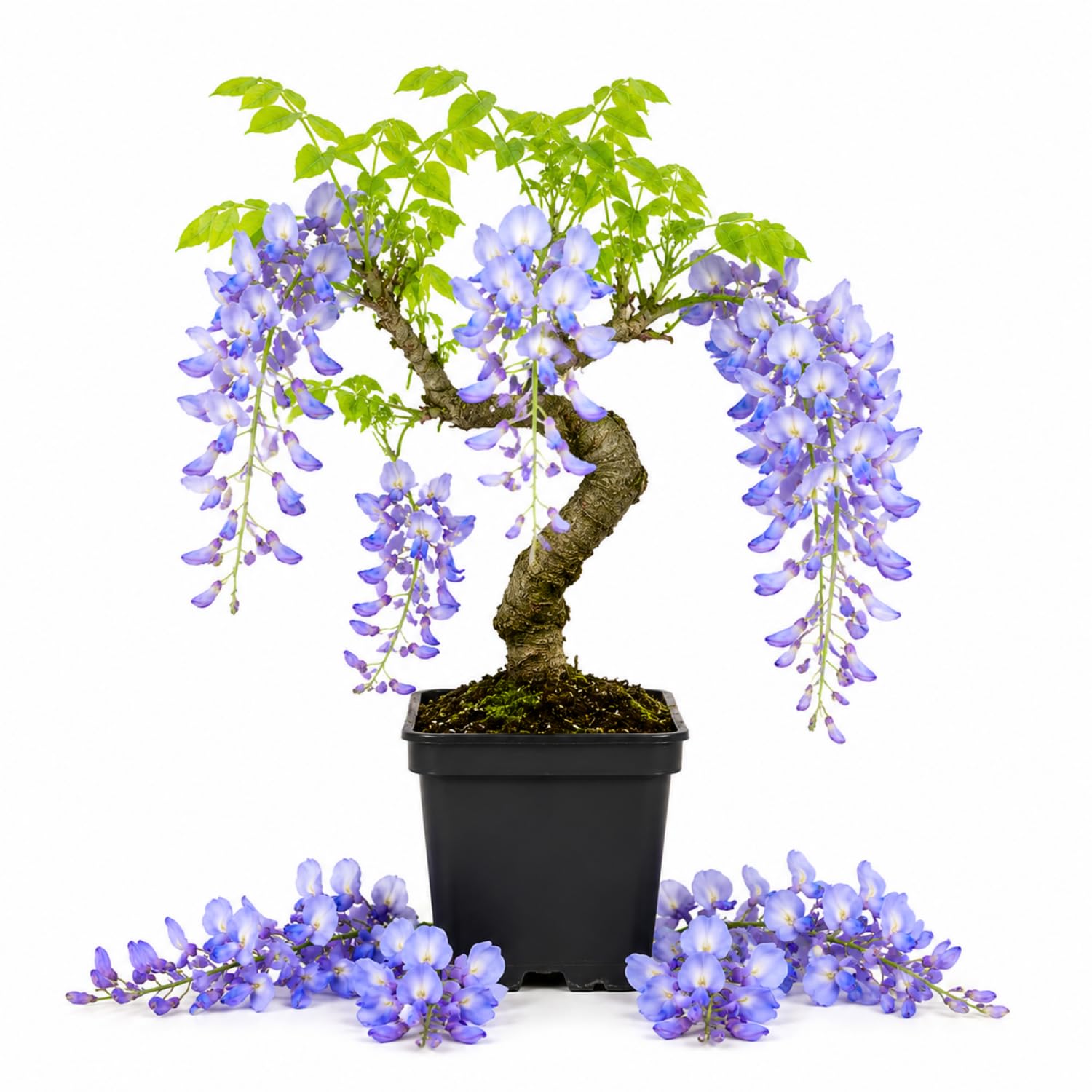 Blue Wisteria Tree Live Plant, Fragrant Flowering Vine in 2.5'' Pot, Blooming Wisteria Tree fot Container and Garden Growing