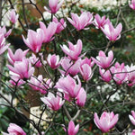 Ann Magnolia Tree Live Plant 6 to 12 Inch Height, Fragrant Magnolia Plant Live to Grow, Magnolia Bush Flowers in 3 Inch Pot