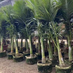 Live Palm Tree Plant in 3 Gallon Pot, No CA, Large Fully Rooted Size, Ready to Plant for Home Décor Indoor Outdoor Landscape, Rare Palm Trees, Feather-leafed Palm