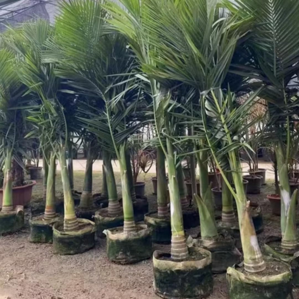 Live Palm Tree Plant in 3 Gallon Pot, No CA, Large Fully Rooted Size, Ready to Plant for Home Décor Indoor Outdoor Landscape, Rare Palm Trees, Feather-leafed Palm