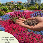 1000+ Creeping Thyme Seeds, Mix Color Creeping Thyme Seeds Ground Cover, Vibrant Blooms Garden Seed Heirloom, Perennial Flowers for Rock Gardens