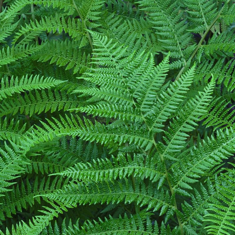Cinnamon Fern Bare Roots, 10 Fern Plants Live, 3 to 6 Inches in Height, Live Fern Plant, Fern Live Plants Outdoor Indoor, Fern Tree Live Plant for Garden