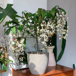 Pack 4 Clerodendrum Bleeding Heart Plants Live, 5-10 Inch Tall, Clerodendrum Bleeding Heart Vine, Bell Shaped Flowers (Clerodendrum Smithianum)