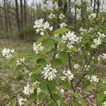 Serviceberry Plant Live, Service Berry Bush, 1-2 Ft Tall