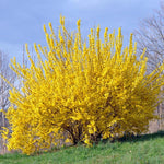 Yellow Forsythia Plant in 4'' Pot, Bright Yellow Spring Blooms, Hardy Shrub for Gardens and Hedges, Starter Plant 6-10 Inches