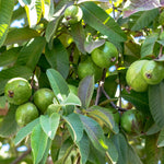 White Guava Tree Live Plant, 6-8 Inches Tall in 4 Inch Pot, Tropical Fruit Tree Well-Rooted Guava Plant