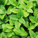 Set of 2 Spearmint Plants Live 4-6 Inches, Perennial Mint Plants, Fragrant Herbs for Growing Outdoor Indoor