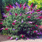 2 Butterfly Bush Live Plants, Mix Buddleia Shrubs, 5–9 Inch Tall, Fragrant Flowering Shrubs, No Pot