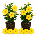 2 Yellow Mandevilla Plants Live 4–7" Tall, Live Mandevilla Flowering Tropical Vines for Patio, Containers and Backyard Landscaping