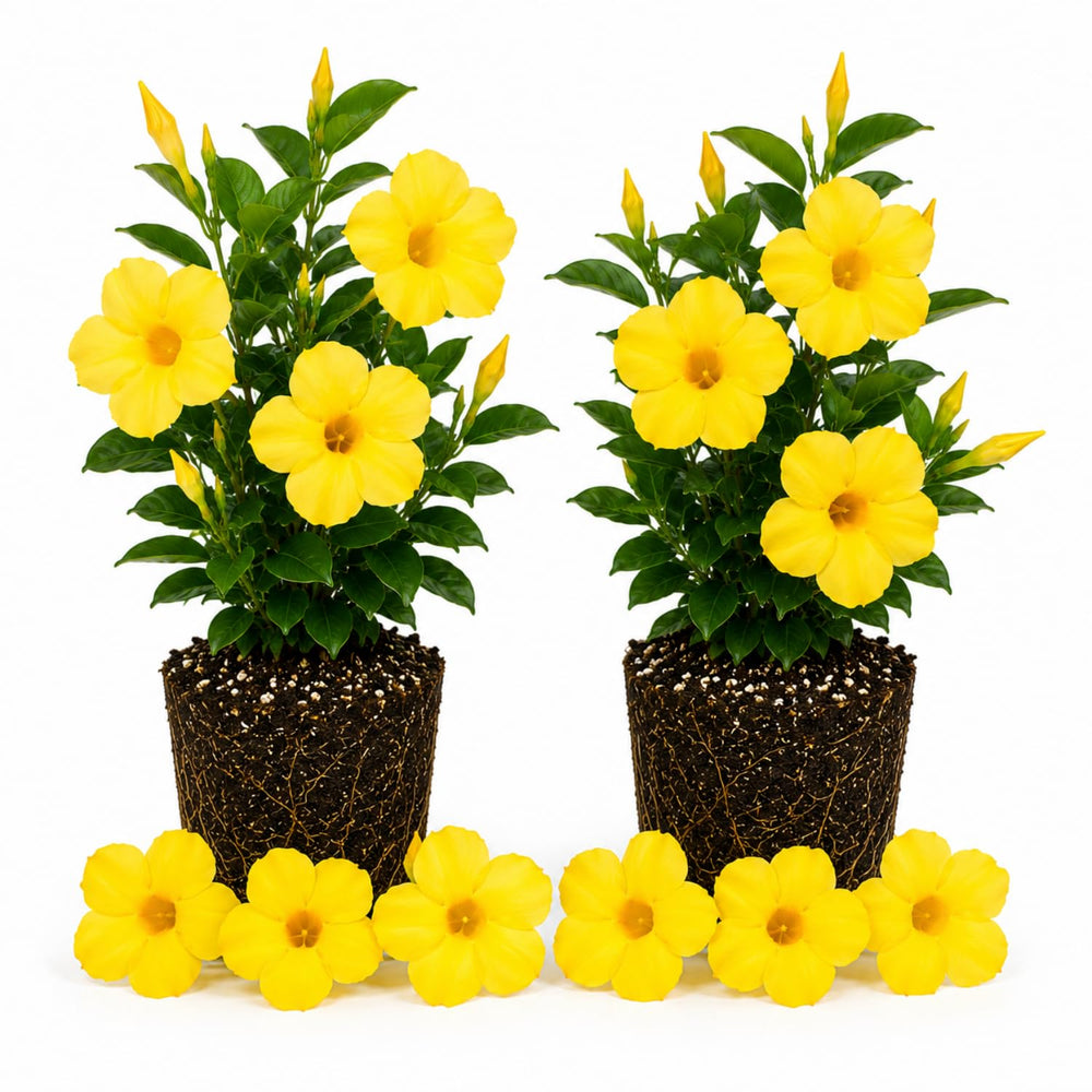 2 Yellow Mandevilla Plants Live 4–7" Tall, Live Mandevilla Flowering Tropical Vines for Patio, Containers and Backyard Landscaping