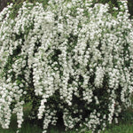 White Spirea Shrub Live Tree Plant in Quart Pot, 1 Year Old Well-Rooted, Dormant in Winter, 6-14 Inches in Tall, Winter Meadowsweets Bush for Planting