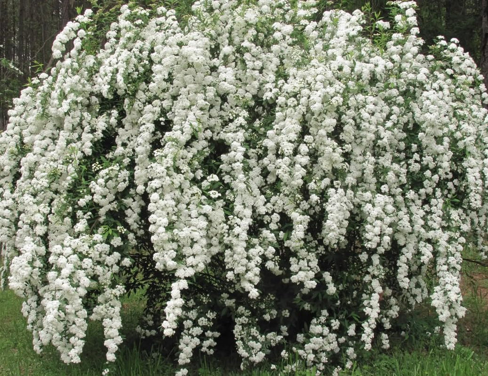 White Spirea Shrub Live Tree Plant in Quart Pot, 1 Year Old Well-Rooted, Dormant in Winter, 6-14 Inches in Tall, Winter Meadowsweets Bush for Planting