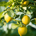 Meyer Lemon Bush Live Plant in 1 Gallon Pot, Air Layered Lemon Tree, Fragrant Yellow Citrus Fruit for Patio, Container, Indoor, or Outdoor Growing