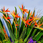 Orange Bird of Paradise Plants Live, Strelitzia Reginae Well-Rooted Bush, 5-9" Tall, No Pot, Tropical Perennial Blooming, Houseplant Indoor Outdoor Planting